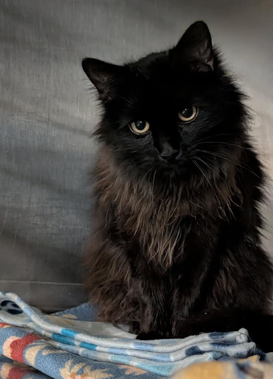 Enlarge Konig (Neutered) (Photos 3/25/2026), an adopted Domestic Long Hair in Marietta, OH image 2/5