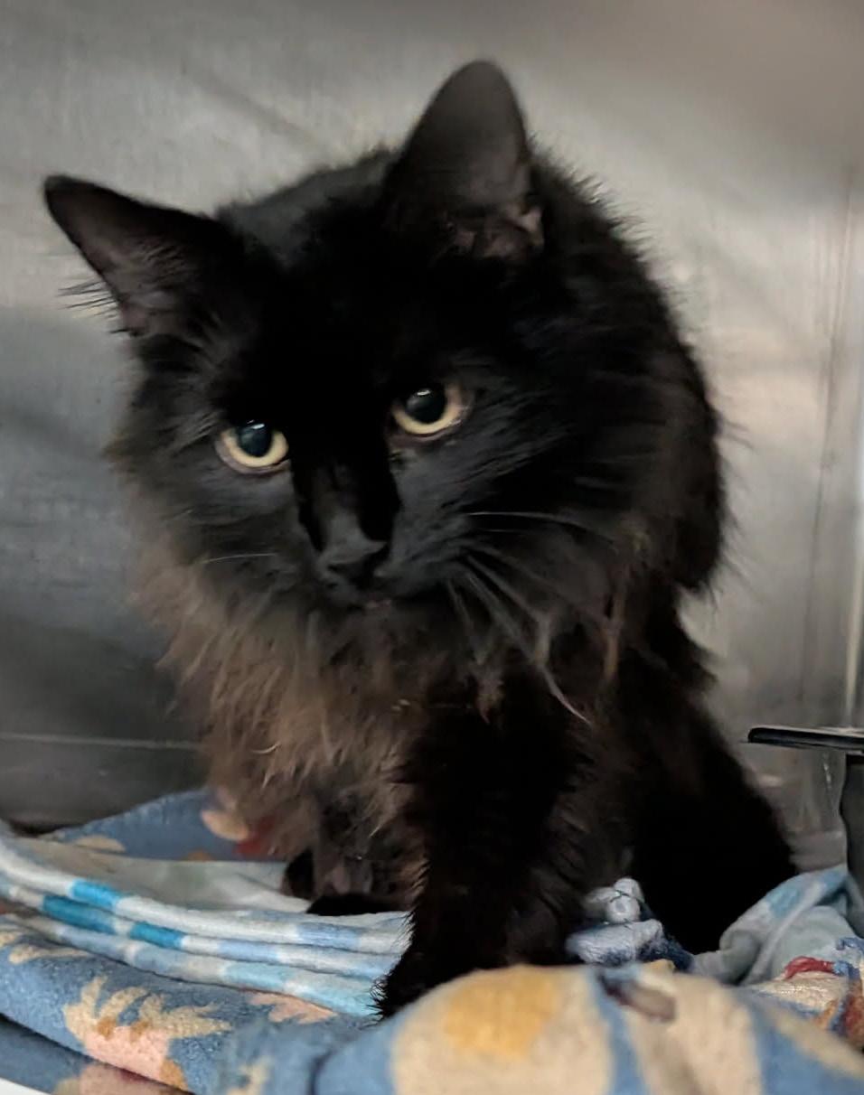 Enlarge Konig (Neutered) (Photos 3/25/2026), an adopted Domestic Long Hair in Marietta, OH image 5/5