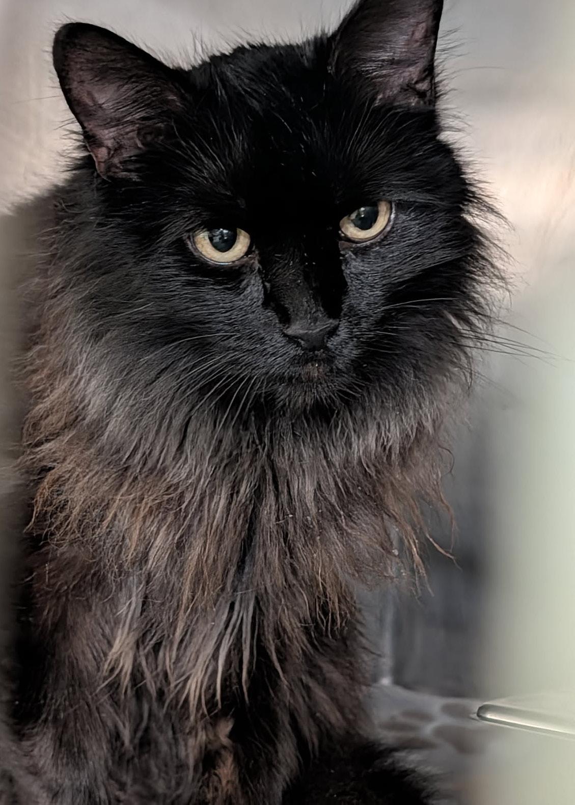 Enlarge Konig (Neutered) (Photos 3/25/2026), an adopted Domestic Long Hair in Marietta, OH image 1/5