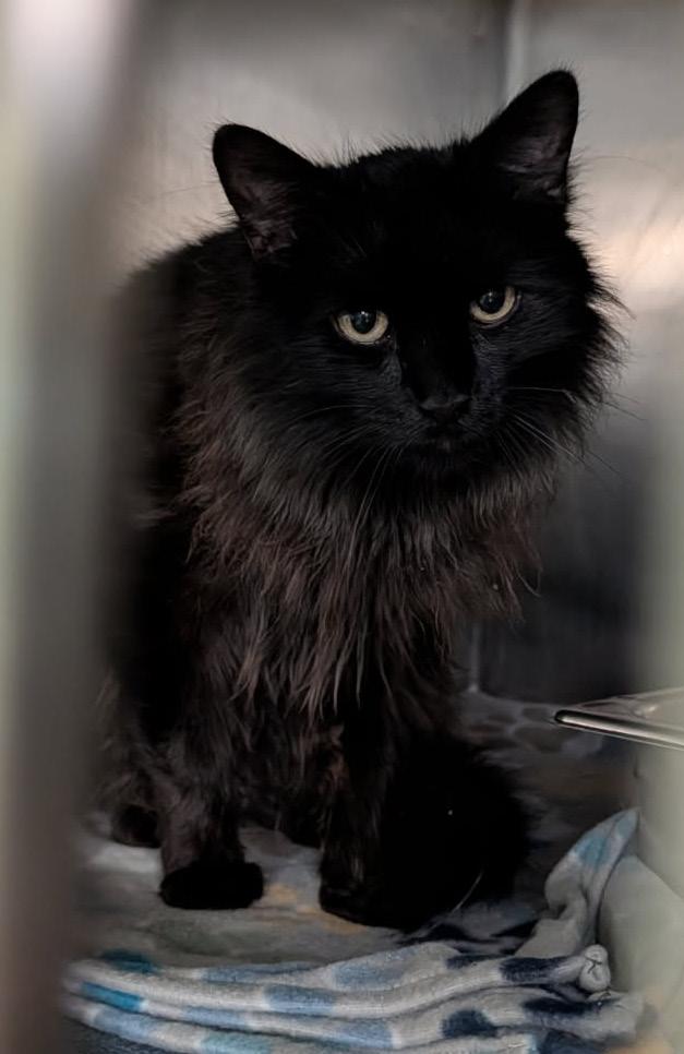 Enlarge Konig (Neutered) (Photos 3/25/2026), an adopted Domestic Long Hair in Marietta, OH image 4/5