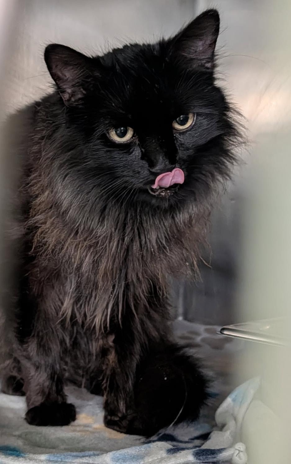 Enlarge Konig (Neutered) (Photos 3/25/2026), an adopted Domestic Long Hair in Marietta, OH image 3/5