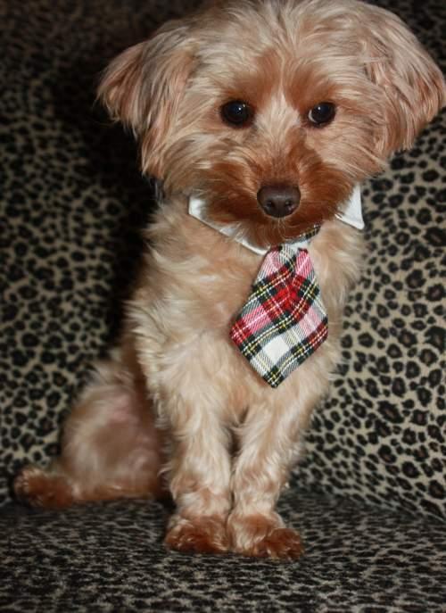 Enlarge Bowie, a Adopted mixed breed in League City, TX image 3/4