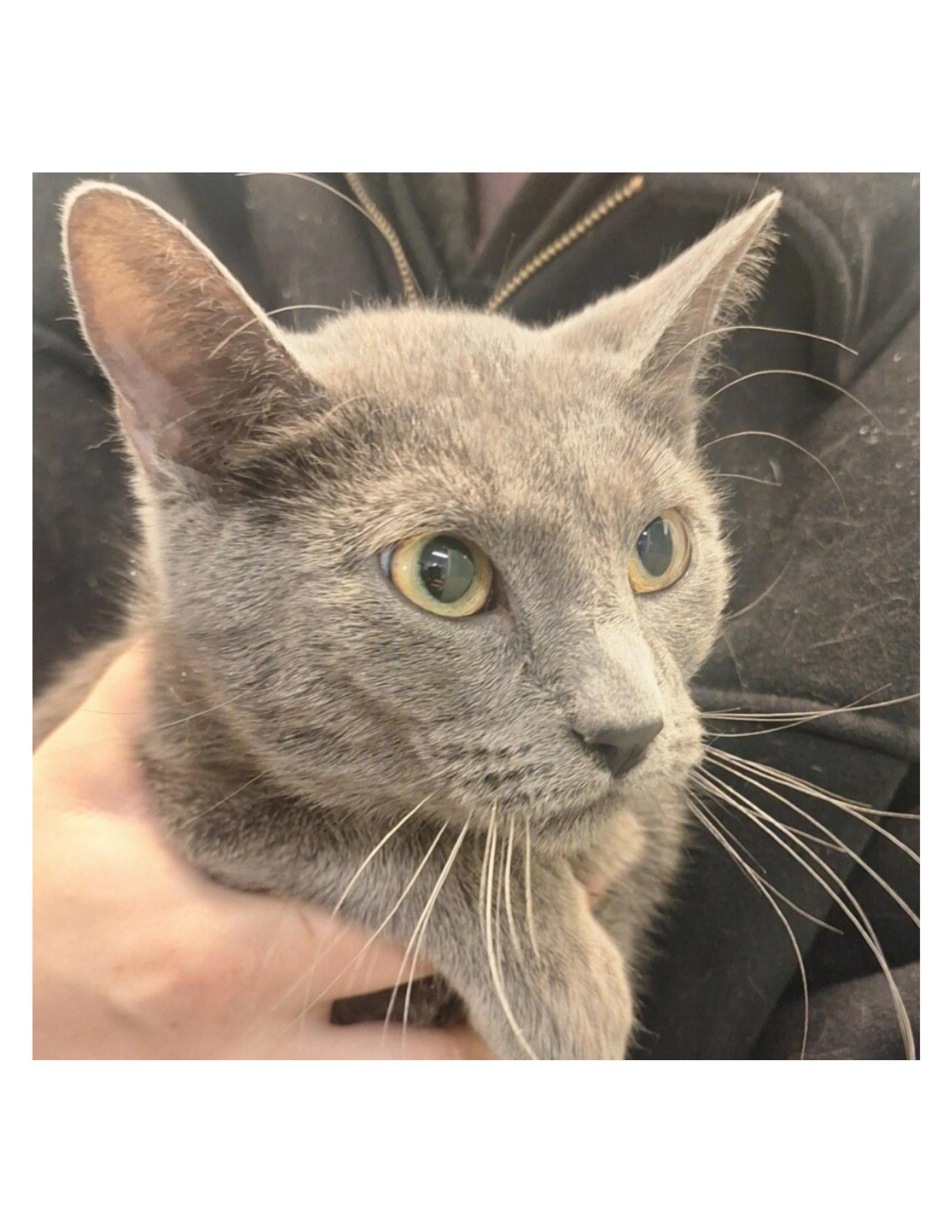 Ash, adopted, Adult Female Domestic Short Hair.