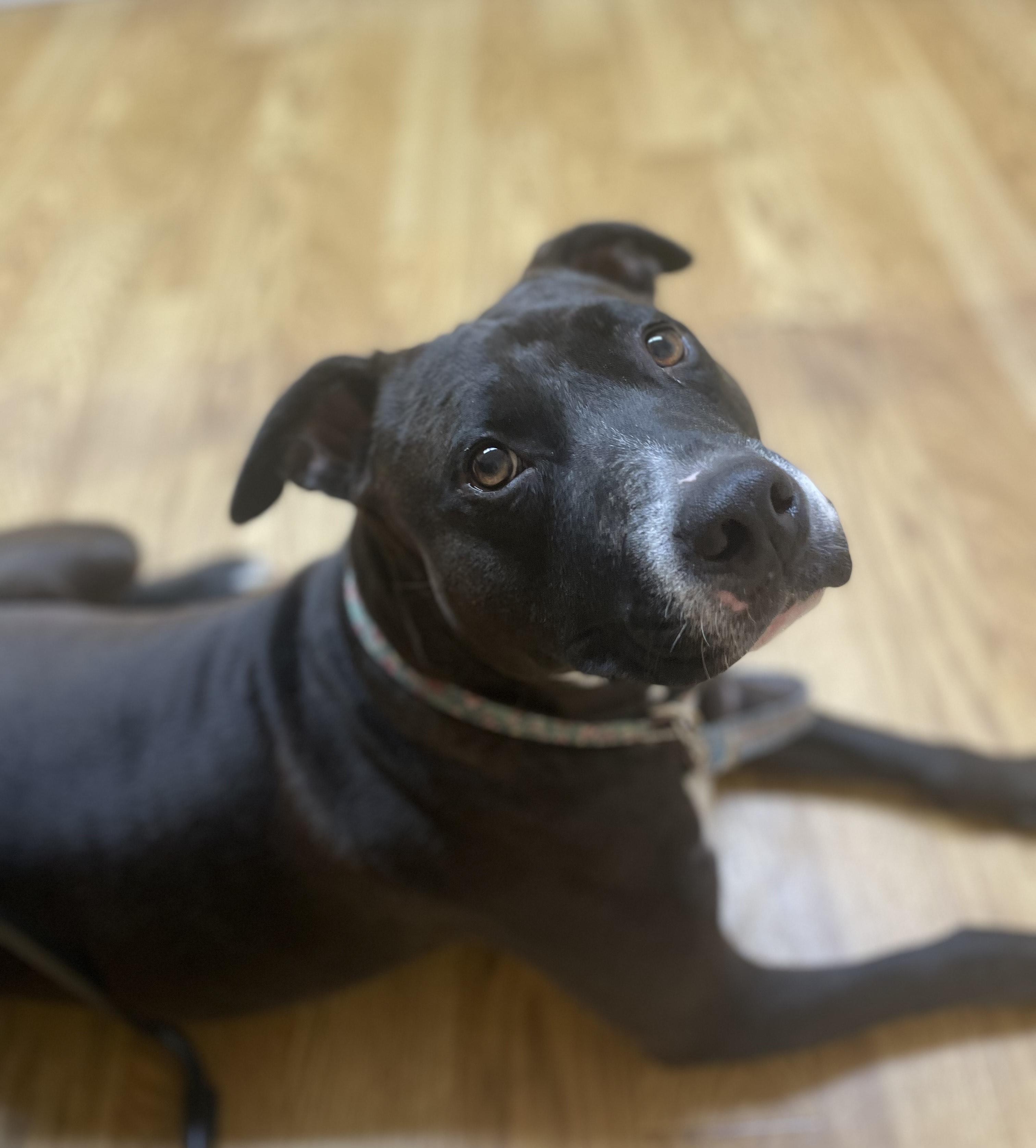 Scarlett GDP, a Adoptable Pit Bull Terrier in Dallas, TX image 1/2