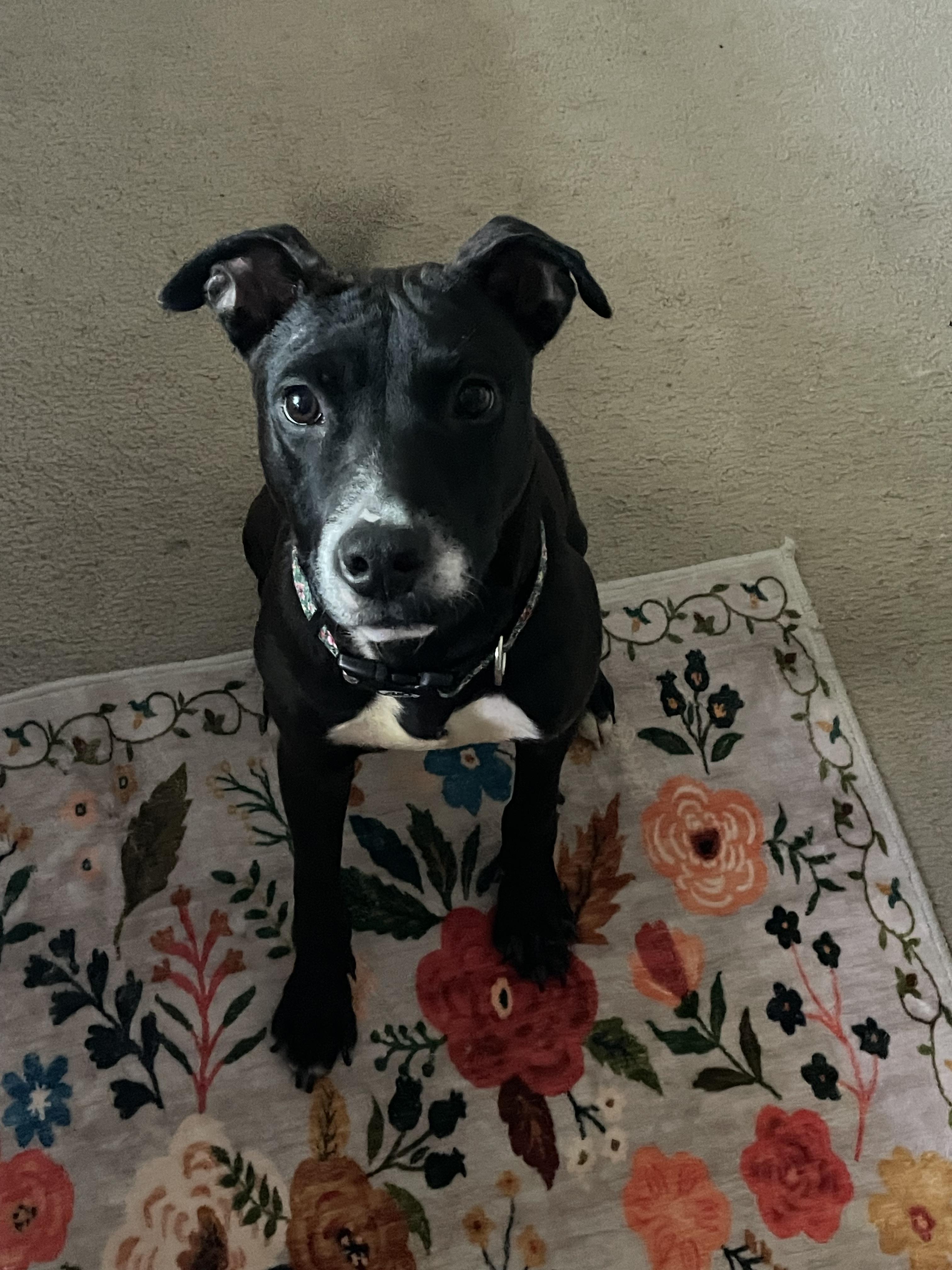 Scarlett GDP, a Adoptable Pit Bull Terrier in Dallas, TX image 2/2