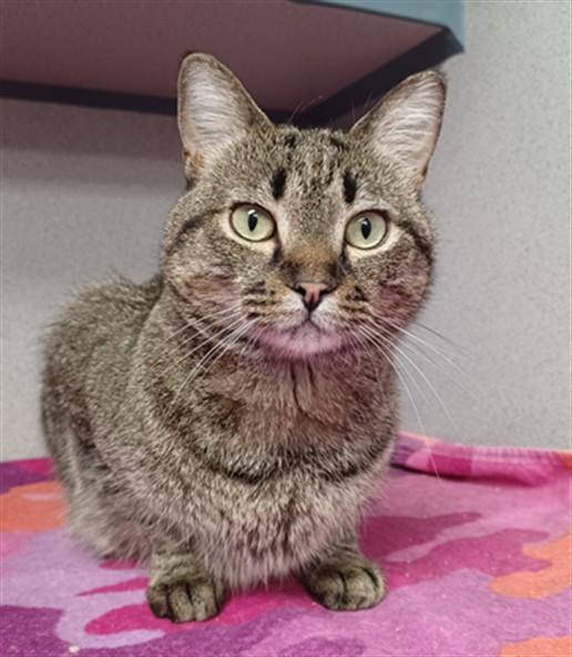 DAISY, Adoptable, Adult Female Domestic Short Hair.