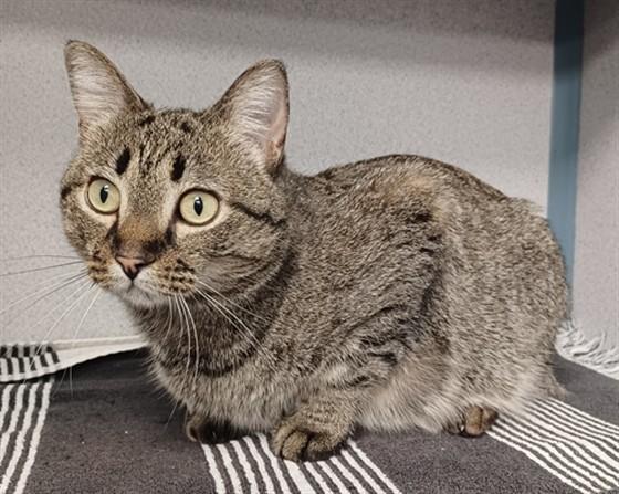 Enlarge DAISY, a Adoptable Domestic Short Hair in Loveland, CO image 1/1