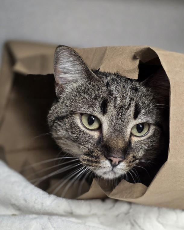 Enlarge DAISY, a Adoptable Domestic Short Hair in Loveland, CO image 1/1