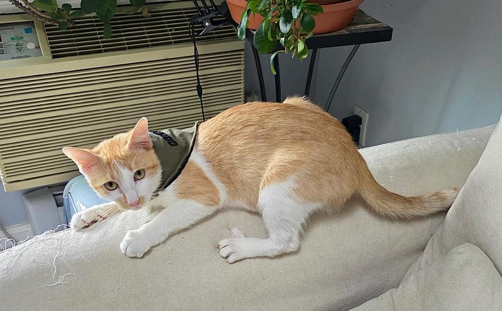 Bonya, a Adoptable Domestic Short Hair in Brooklyn, NY image 2/3