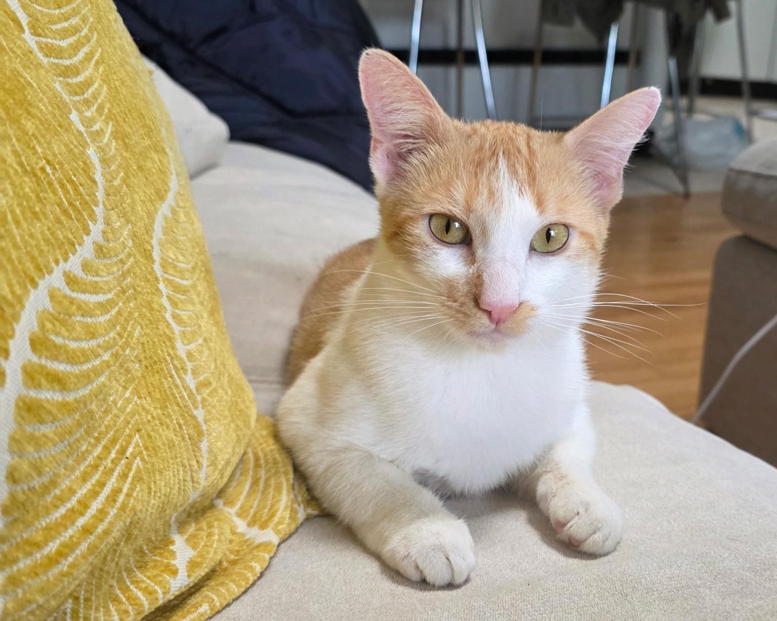 Bonya, a Adoptable Domestic Short Hair in Brooklyn, NY image 3/3