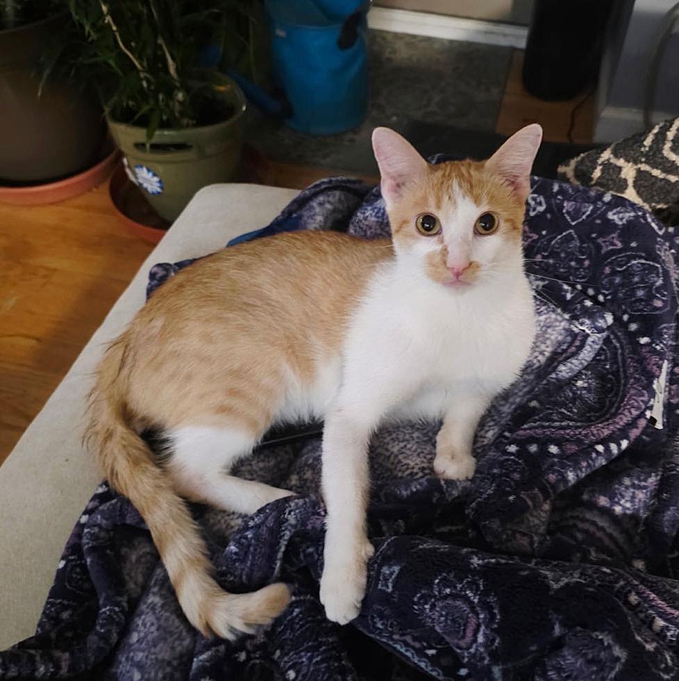 Bonya, a Adoptable Domestic Short Hair in Brooklyn, NY image 1/3
