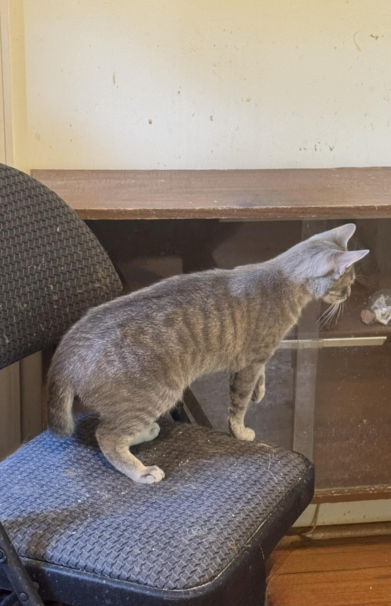 Enlarge Misty, a Adoptable Tabby in Columbia, SC image 1/2