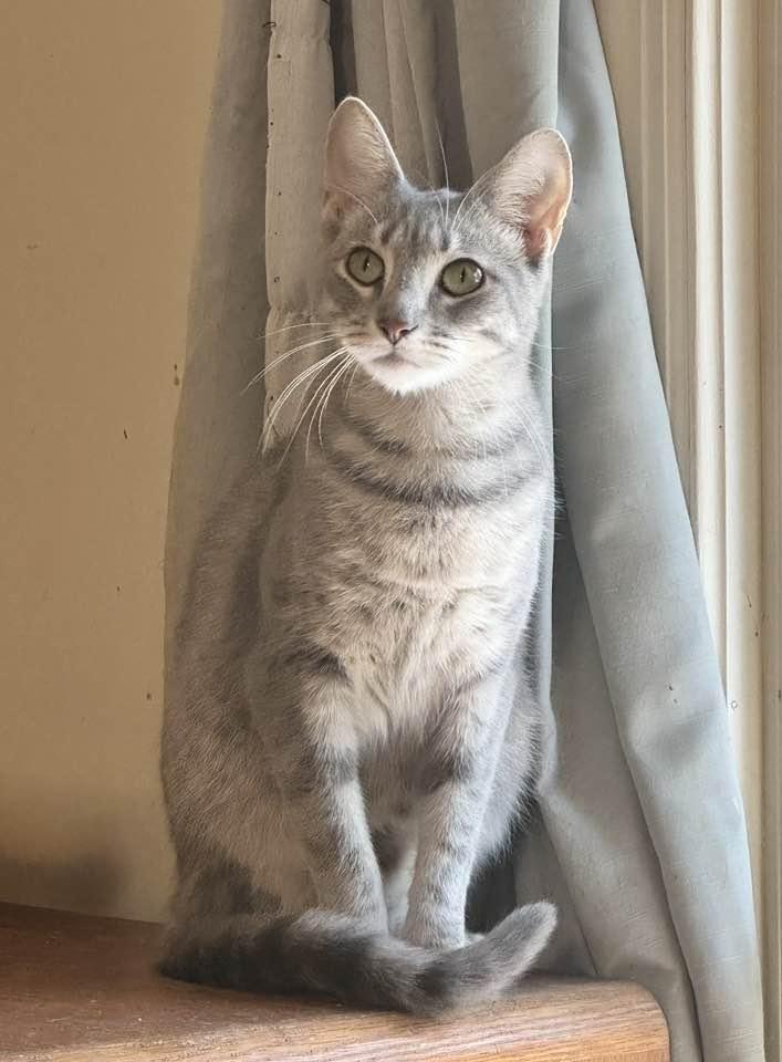 Misty, Adoptable, Adult Female Tabby.