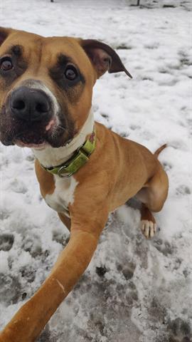 JADE, Adoptable, Adult Female American Staffordshire Terrier & Mixed Breed.