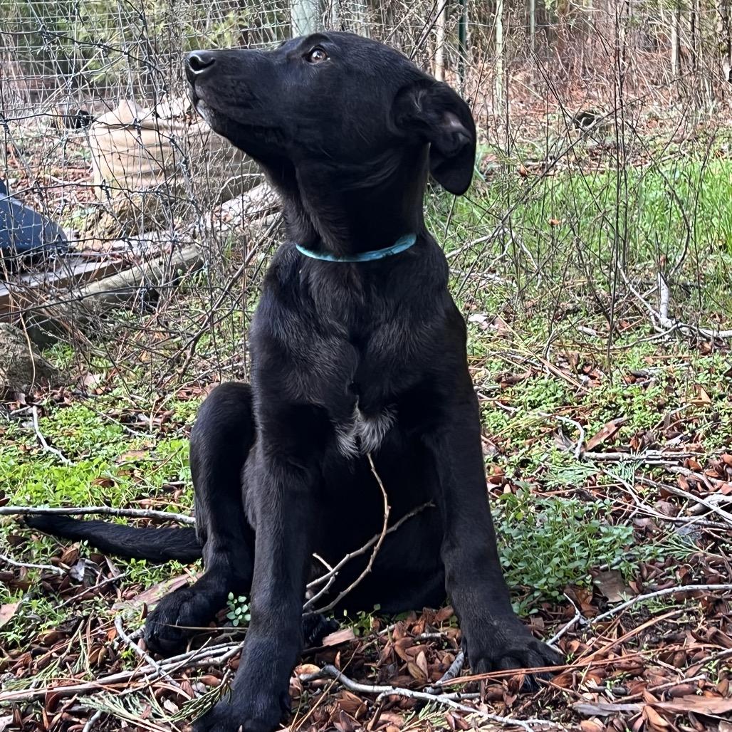 Damon, Adoptable, Puppy Male Black Labrador Retriever & Australian Cattle Dog / Blue Heeler.