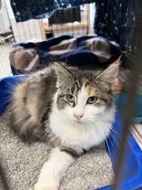 Michele, Adoptable, Adult Female Domestic Medium Hair.
