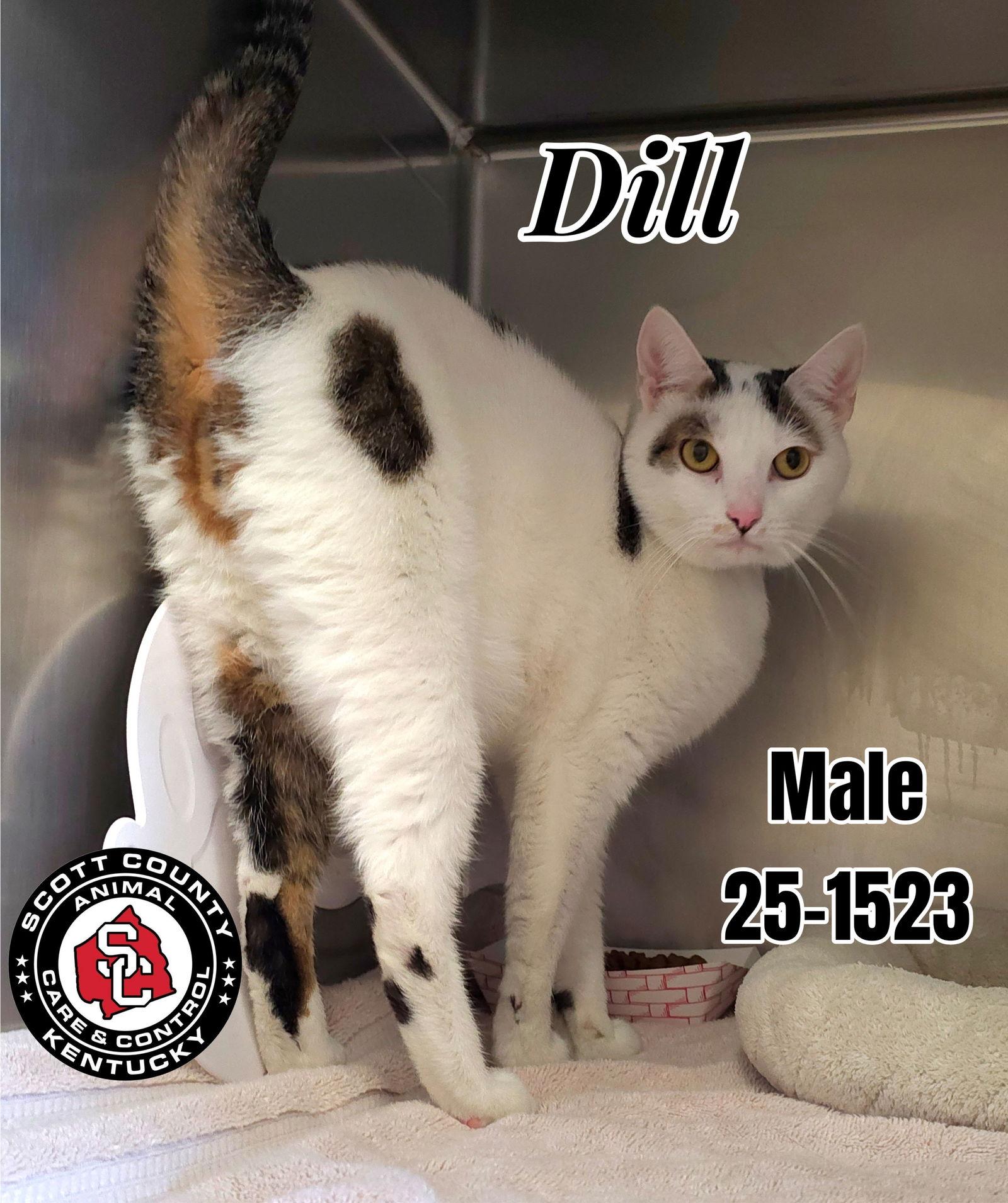 Dill, Adoptable, Adult Male Domestic Short Hair.