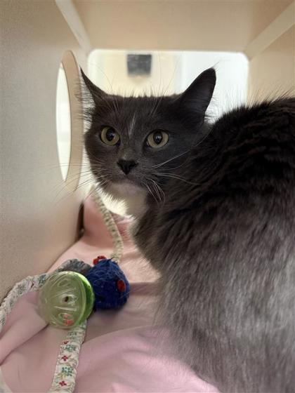 Sassy, a Adoptable mixed breed in Hutchinson, KS image 1/3