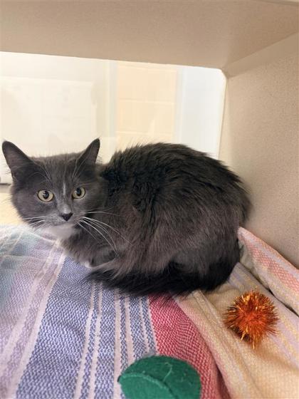 Sassy, a Adoptable mixed breed in Hutchinson, KS image 3/3