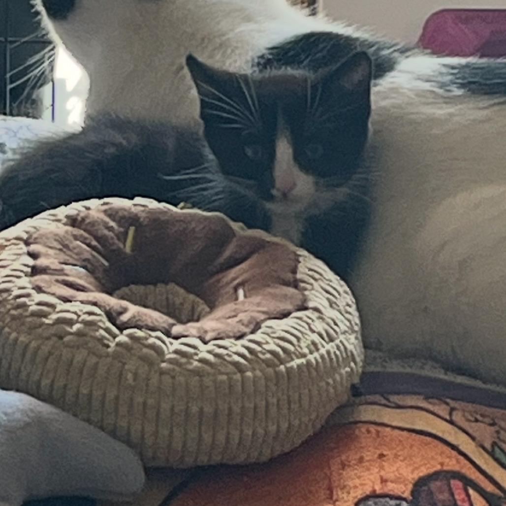 Juju, a Adoptable Domestic Short Hair in Los Angeles, CA image 1/6