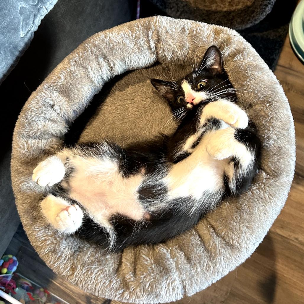 Juju, a Adoptable Domestic Short Hair in Los Angeles, CA image 2/6