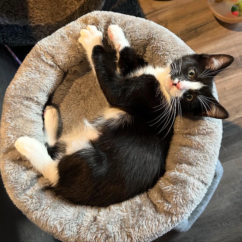 Juju, a Adoptable Domestic Short Hair in Los Angeles, CA image 3/6