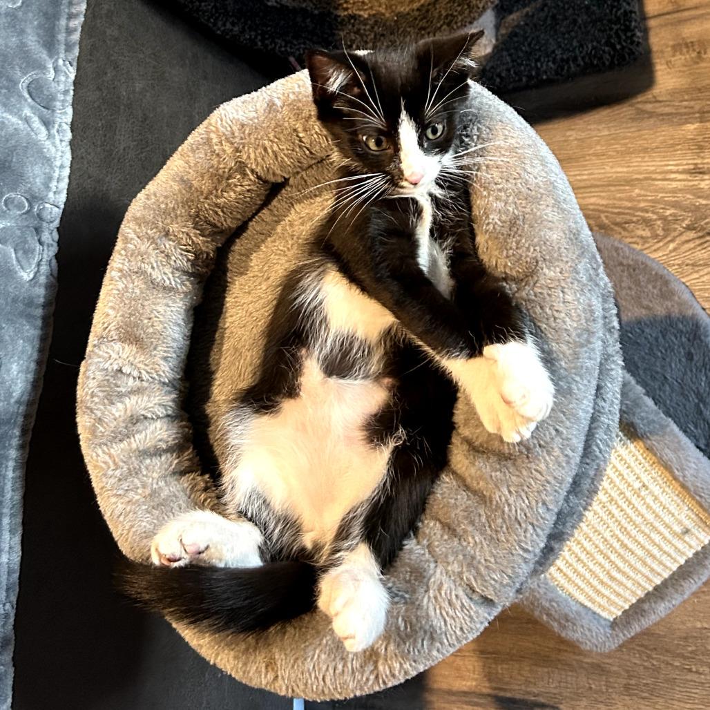 Juju, a Adoptable Domestic Short Hair in Los Angeles, CA image 4/6