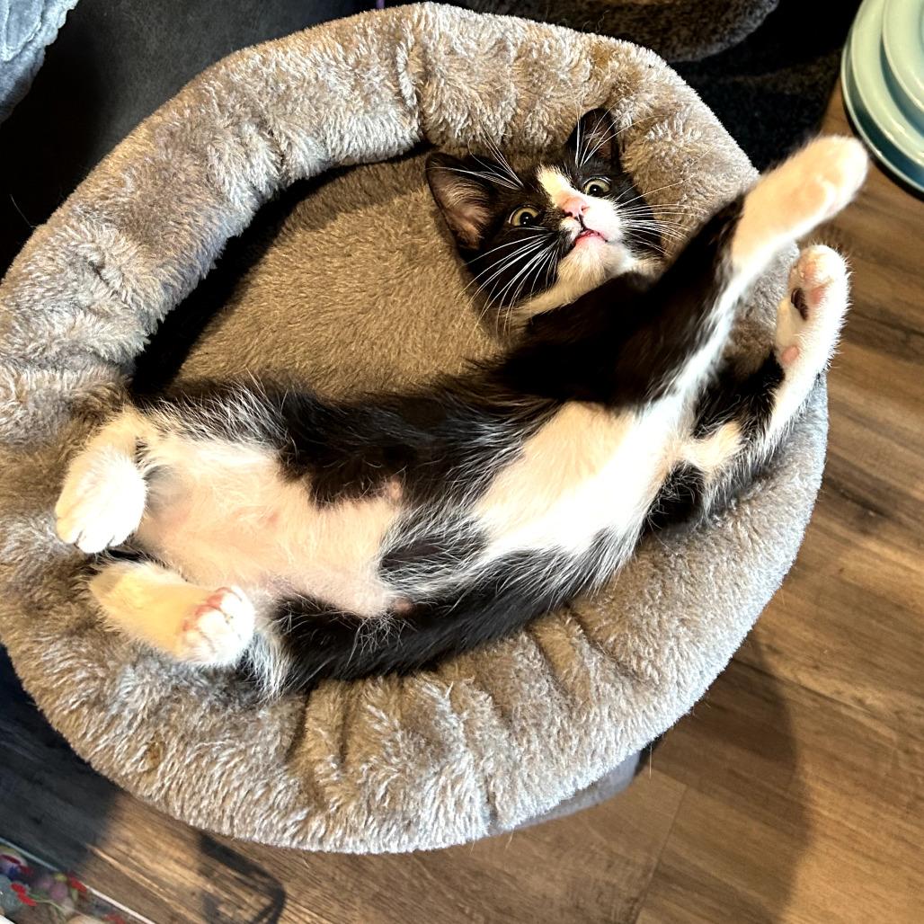 Juju, a Adoptable Domestic Short Hair in Los Angeles, CA image 5/6