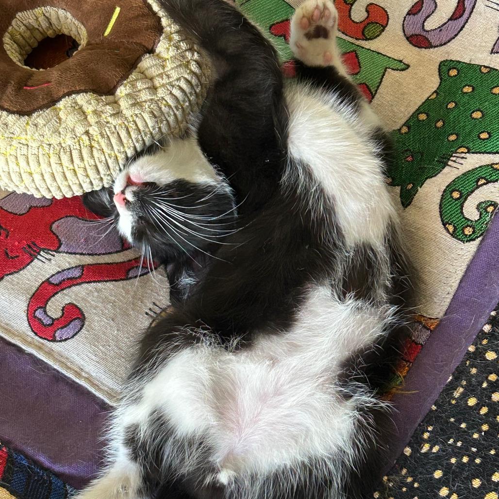 Juju, a Adoptable Domestic Short Hair in Los Angeles, CA image 6/6