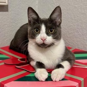 Drax, a Adoptable Domestic Short Hair in Irvine, CA image 1/4