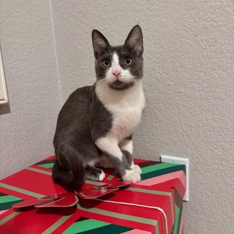 Drax, a Adoptable Domestic Short Hair in Irvine, CA image 3/4