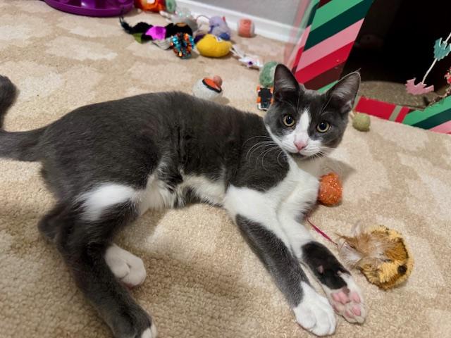 Drax, a Adoptable Domestic Short Hair in Irvine, CA image 2/4