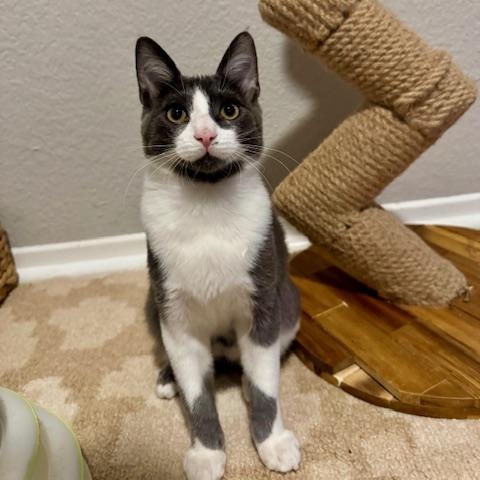 Drax, a Adoptable Domestic Short Hair in Irvine, CA image 4/4