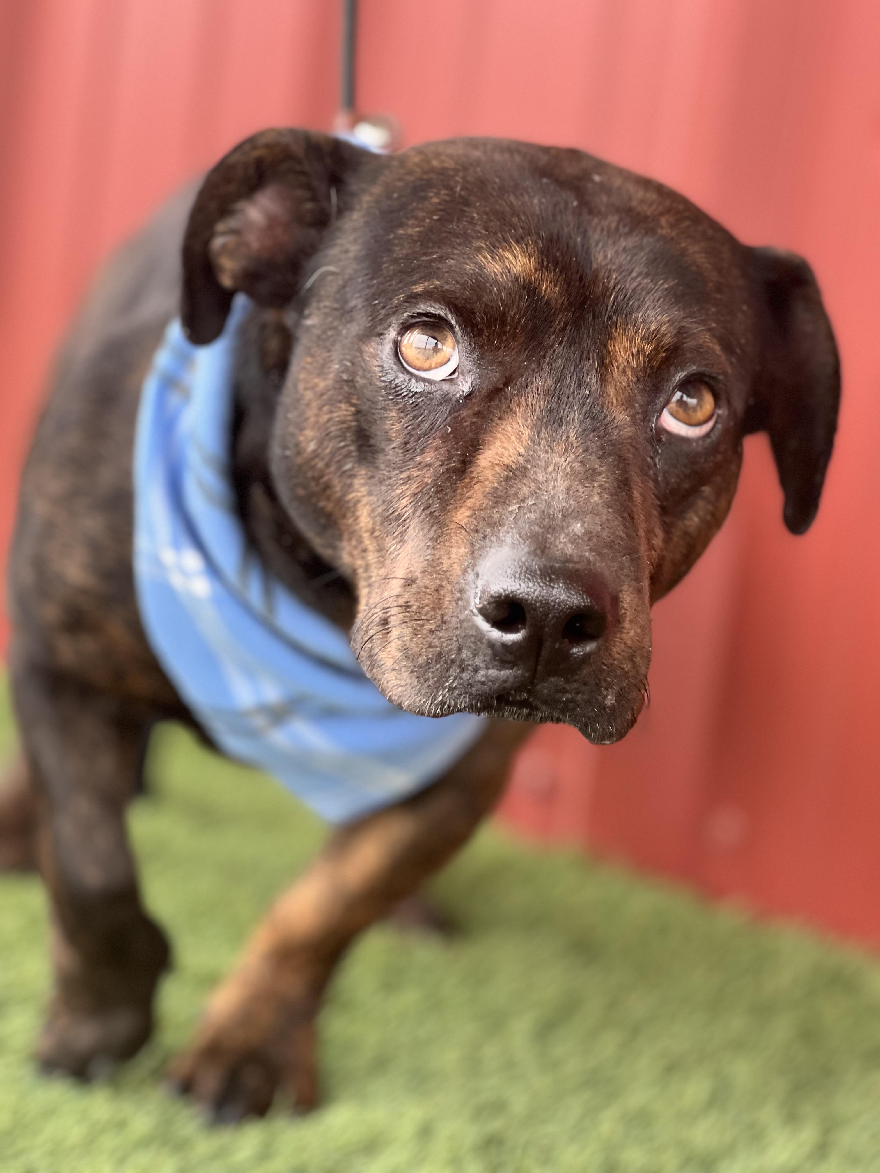 Lincoln, an adopted mixed breed in Lubbock, TX image 3/6