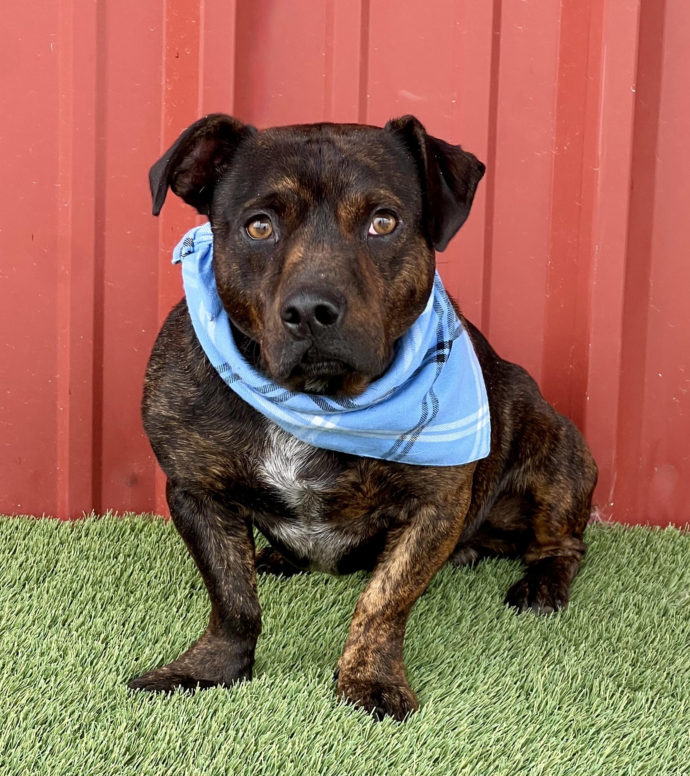 Lincoln, an adopted mixed breed in Lubbock, TX image 2/6
