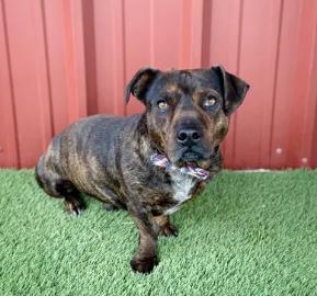 Lincoln, an adopted mixed breed in Lubbock, TX image 1/6