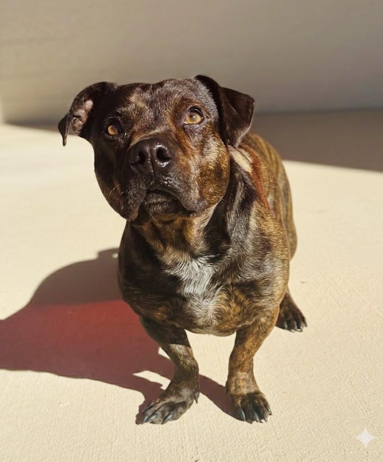 Lincoln, an adopted mixed breed in Lubbock, TX image 5/6