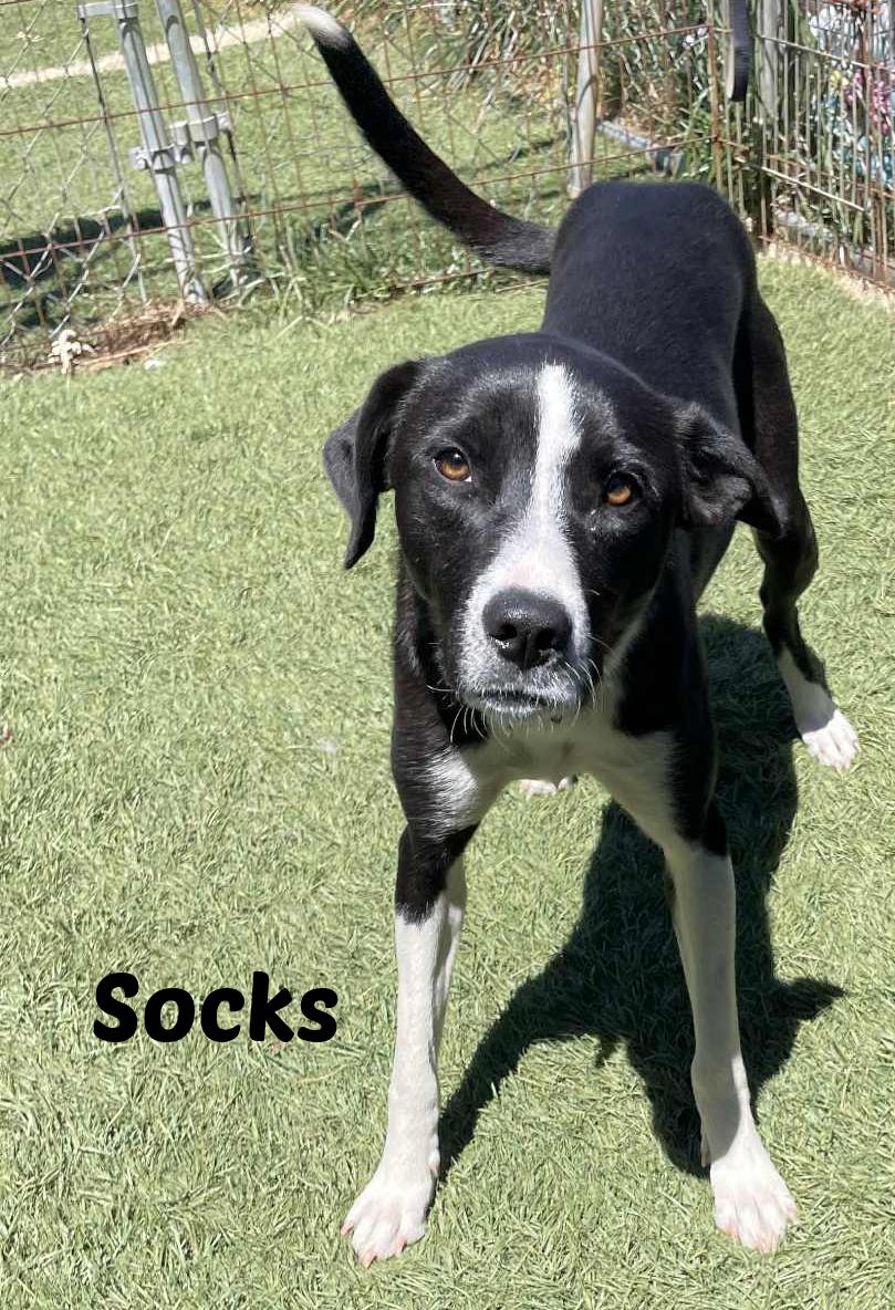 Socks, Adoptable, Young Male Border Collie & Black Labrador Retriever.