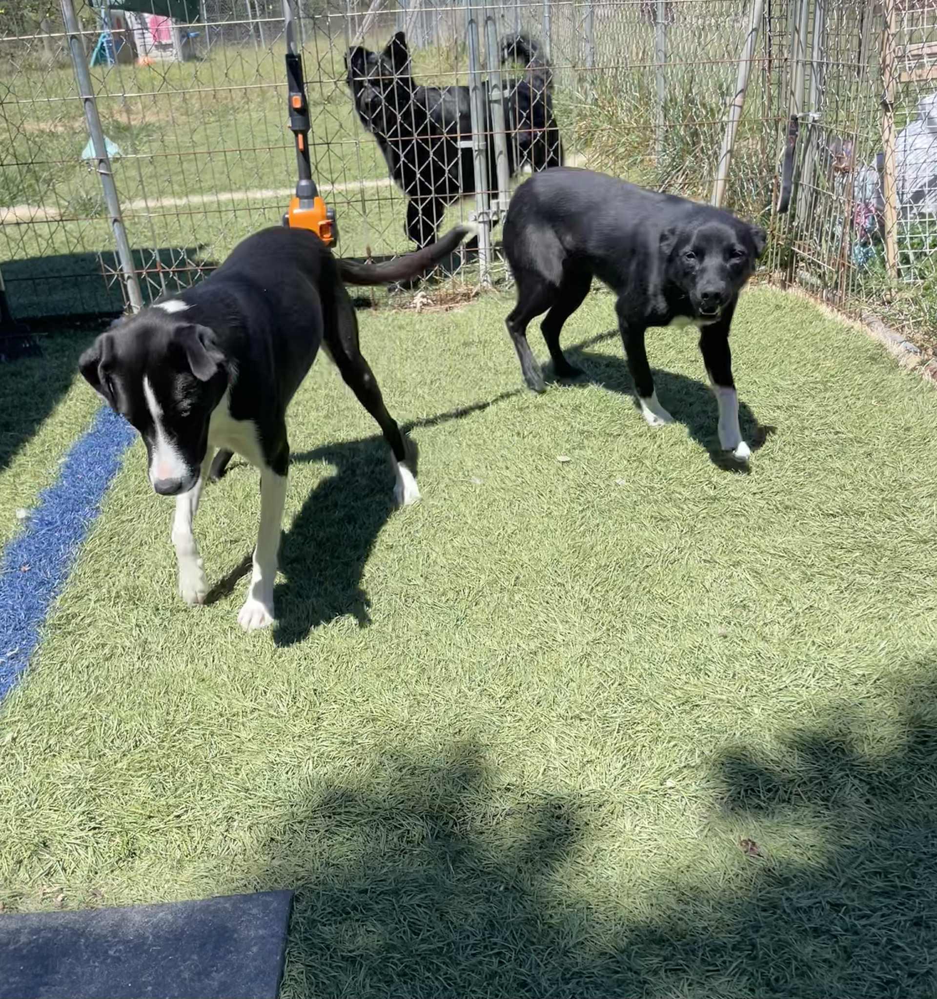 Enlarge Socks, a Adoptable mixed breed in Seymour, IN image 2/3