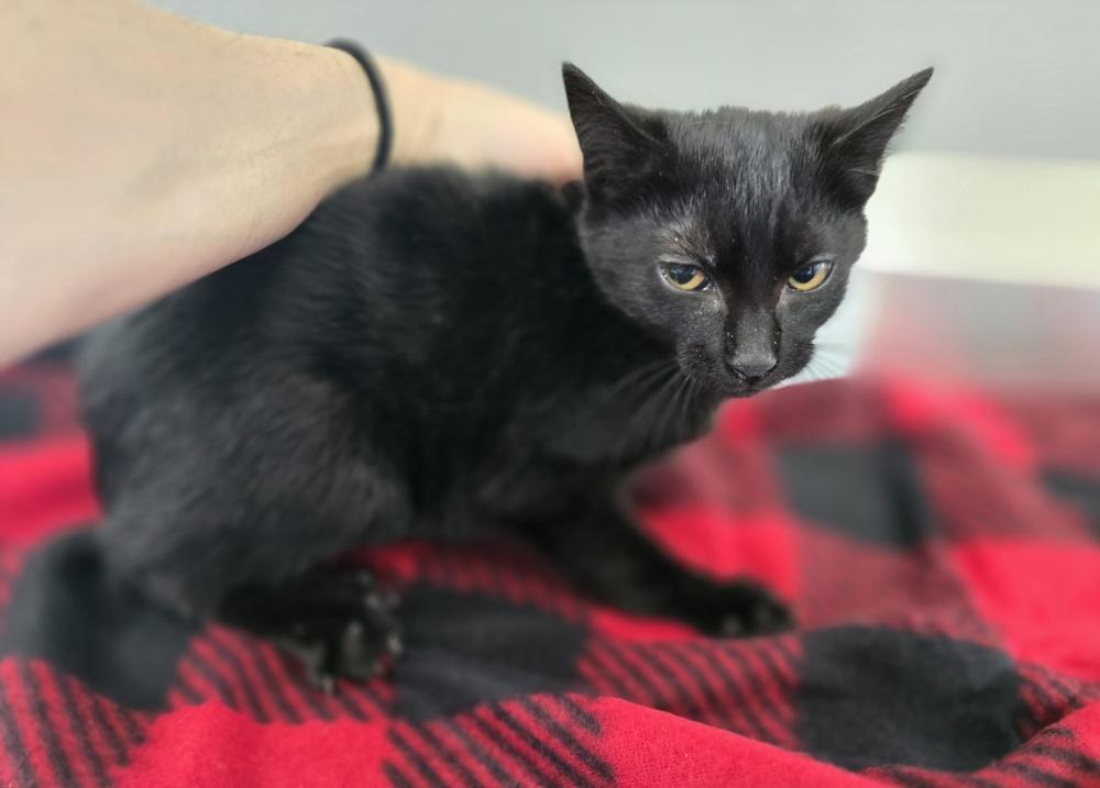 Enlarge Glitch, a Adoptable Domestic Short Hair in Dickson, TN image 1/1