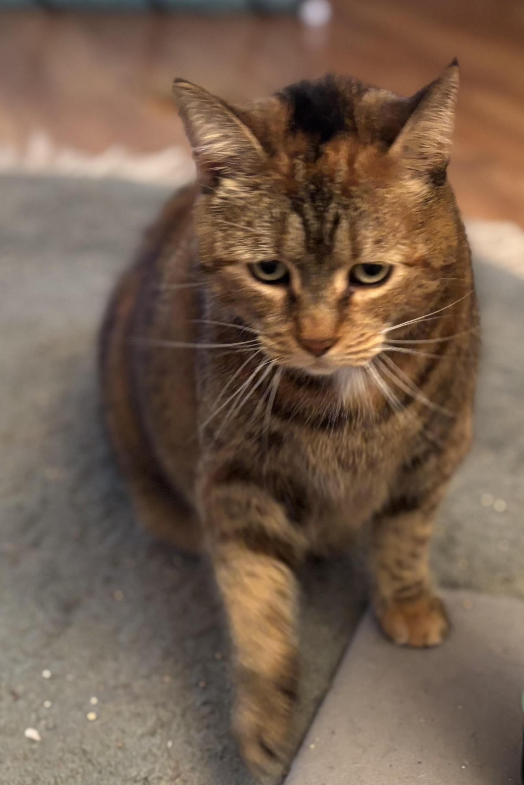 Mabel, Adoptable, Adult Female American Shorthair.