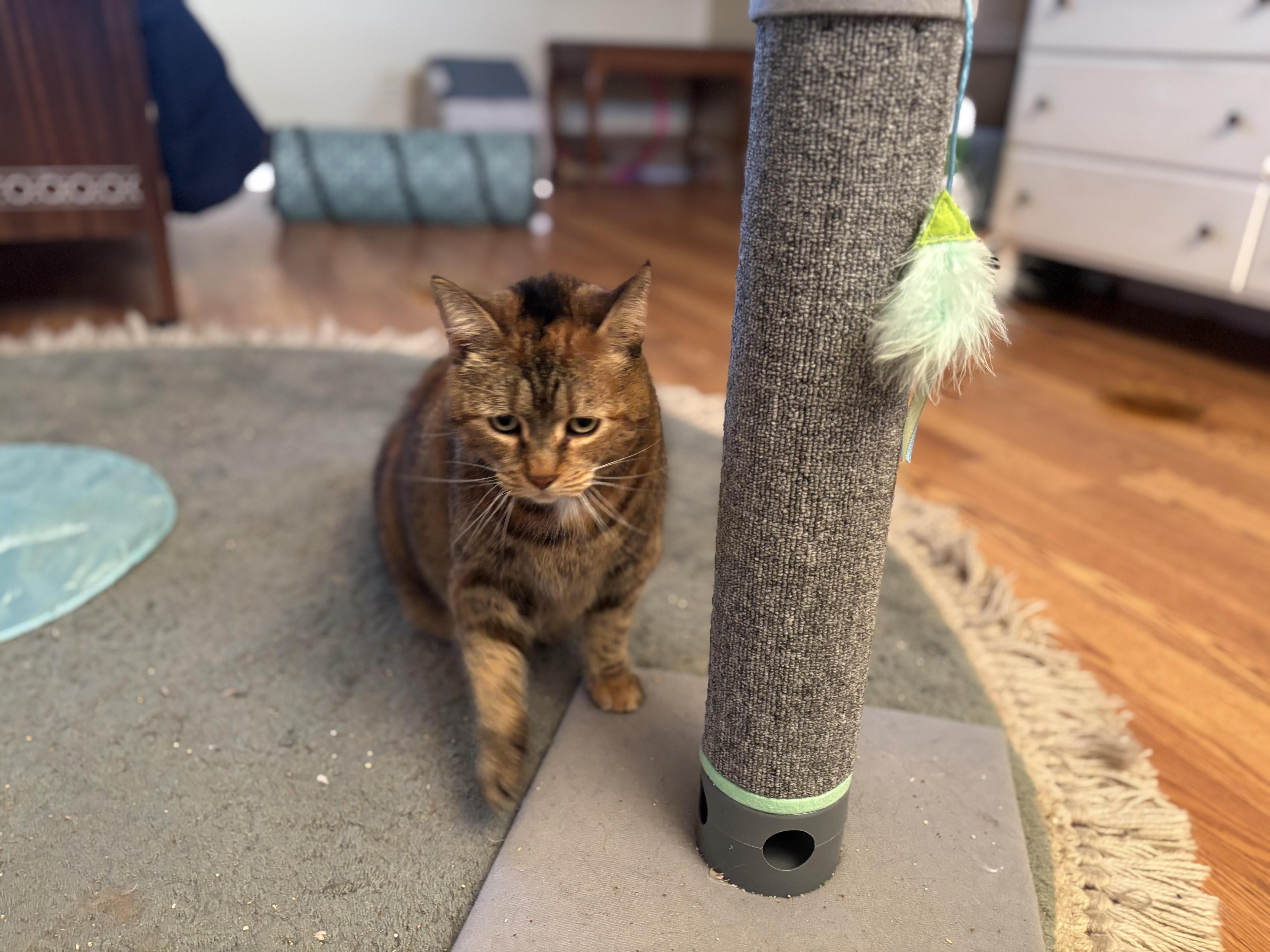 Mabel, a Adoptable American Shorthair in Rochester, NY image 2/2