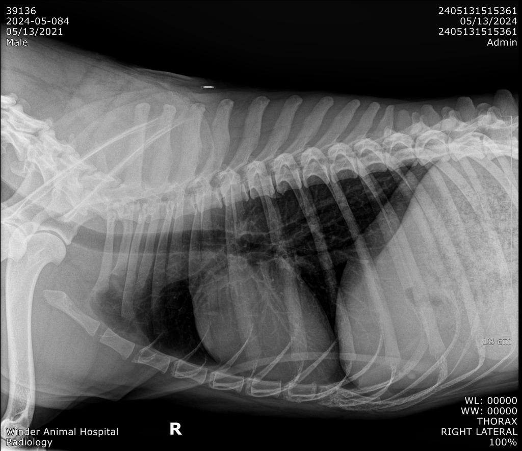 2024-05-084 *Boobie*, Adoptable, Adult Male Pit Bull Terrier.