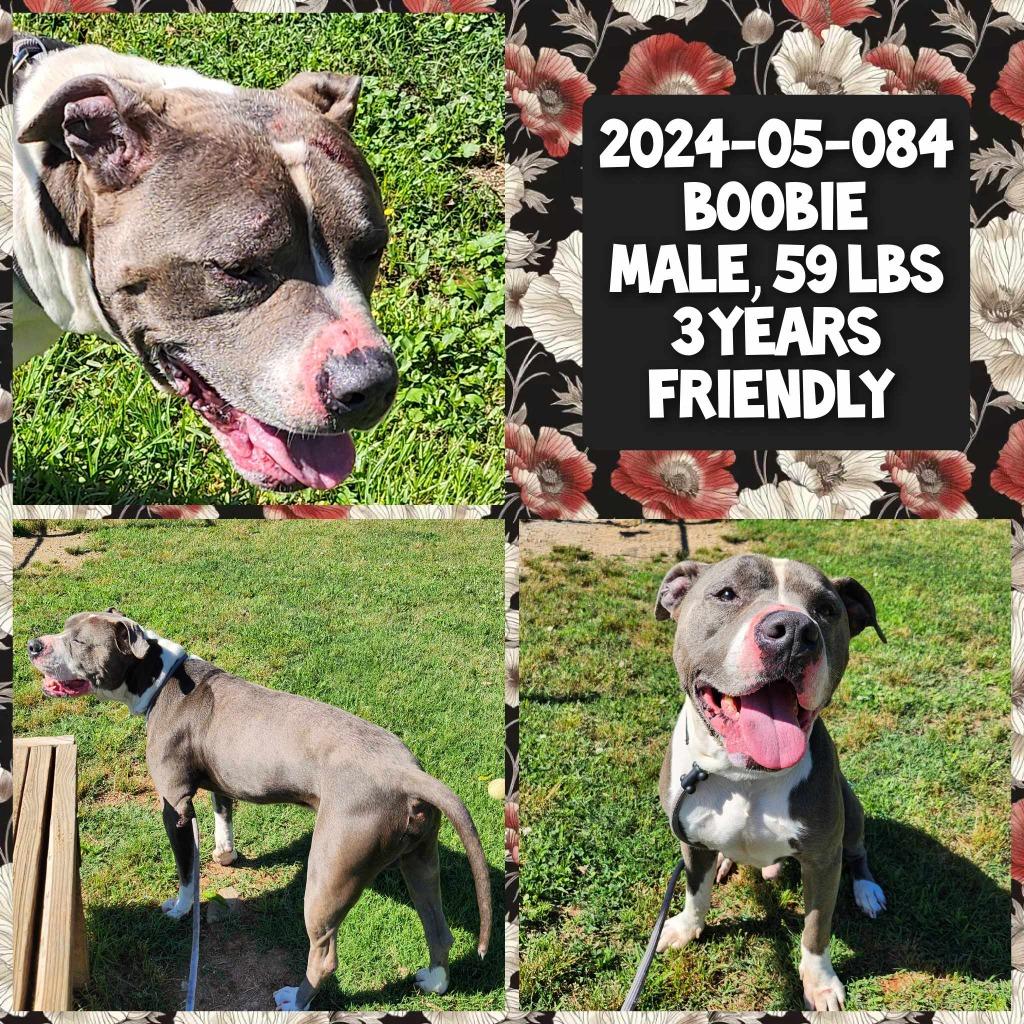 2024-05-084 *Boobie*, Adoptable, Adult Male Pit Bull Terrier.