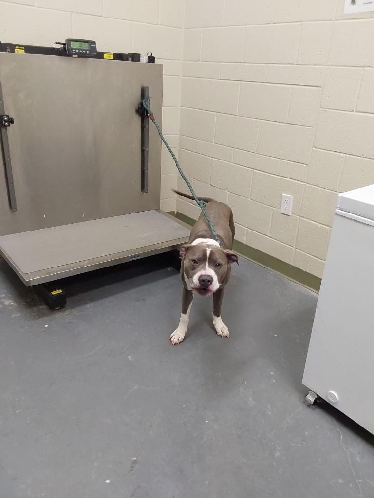 Enlarge 2024-05-084 *Boobie*, a Adoptable Pit Bull Terrier in Winder, GA image 2/2