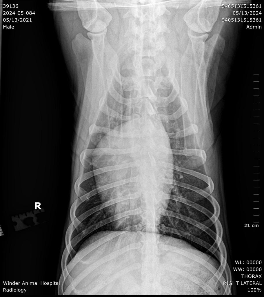 Enlarge 2024-05-084 *Boobie*, a Adoptable Pit Bull Terrier in Winder, GA image 2/4