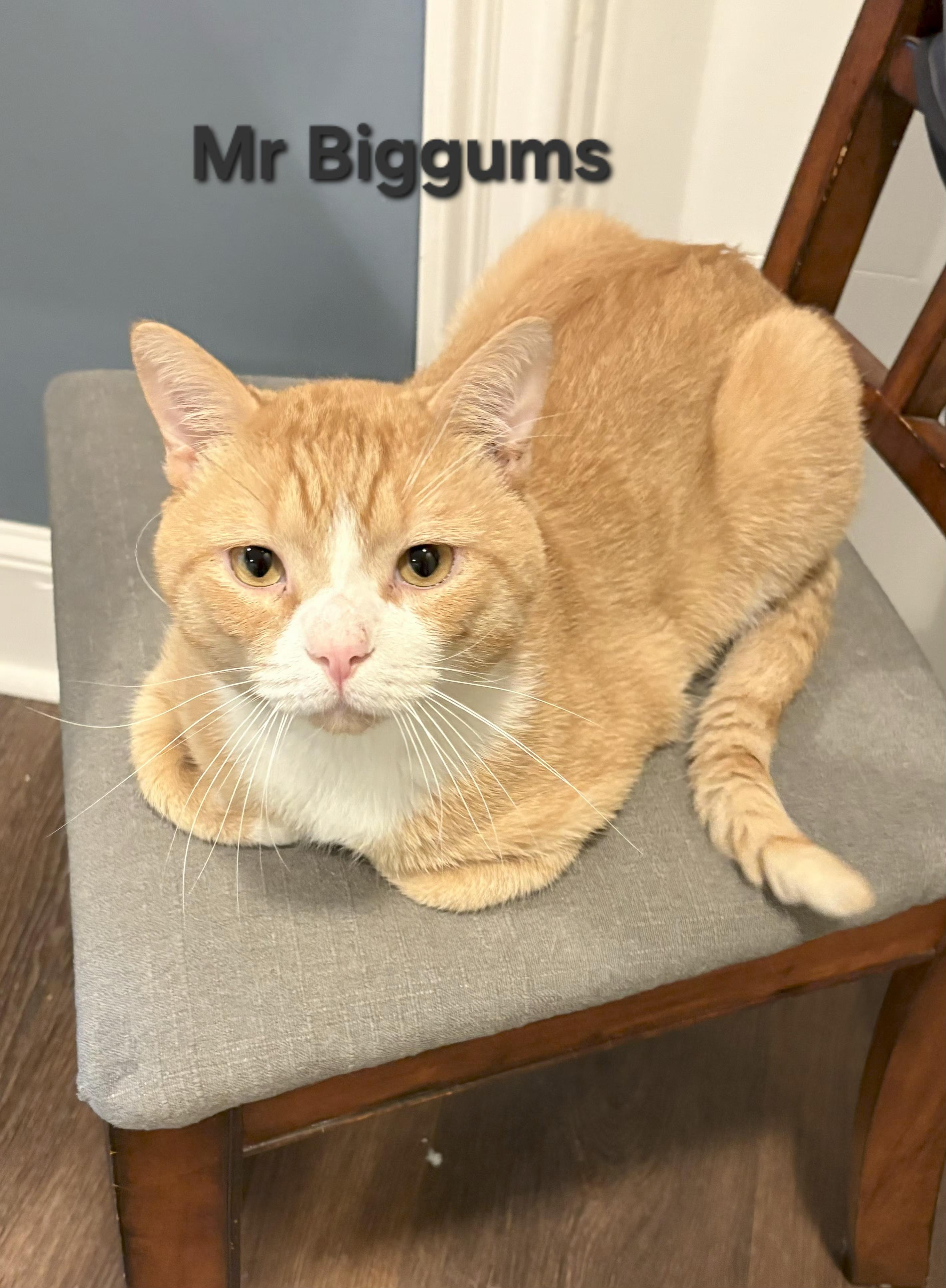 Mr. Biggums