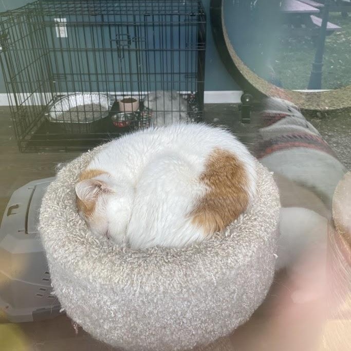 Enlarge Corey, a ADOPTABLE Domestic Short Hair in Buffalo, NY image 2/4