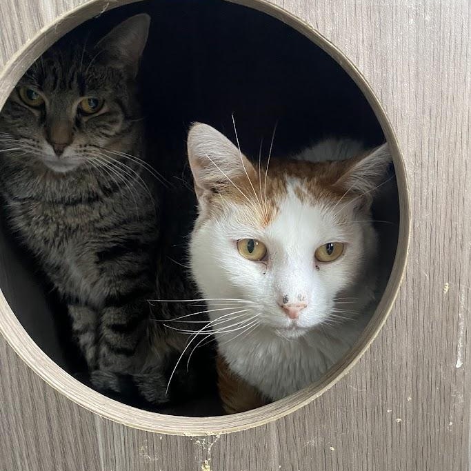 Enlarge Corey, a ADOPTABLE Domestic Short Hair in Buffalo, NY image 3/4