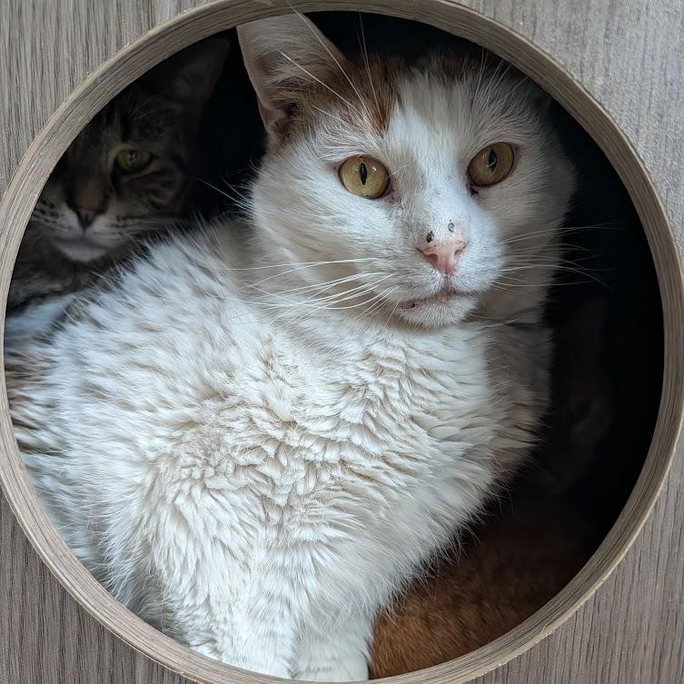 Enlarge Corey, a ADOPTABLE Domestic Short Hair in Buffalo, NY image 1/4